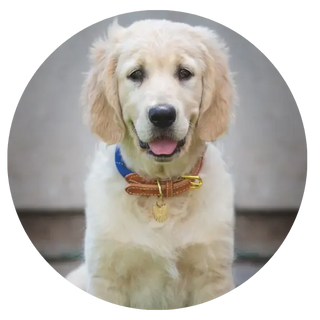 Collars-Leads-Harnesses| Online For Equine