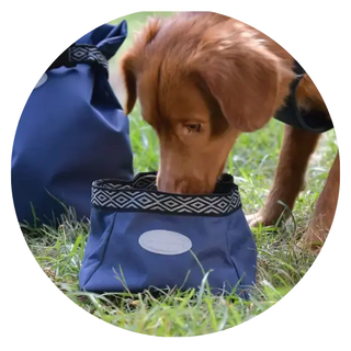 Dog-Care| Online For Equine