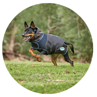 Dog Coats