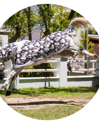 Equilibrium-Field-Relief| Online For Equine