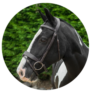 Flash Bridles