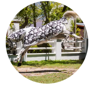 Fly-Rug-with-Belly-Flap| Online For Equine