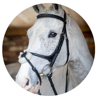Grackle Bridles