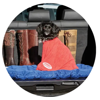 Dog-Grooming-Healthcare| Online For Equine