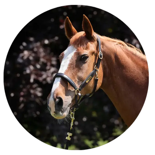 Headcollars| Online For Equine