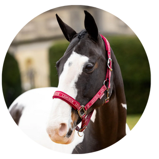 Horse Equipment Sale
