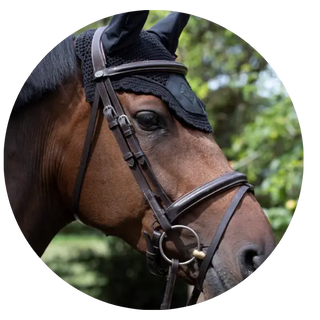 Miscellaneous| Online For Equine