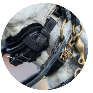 Nosebands-Hackamores| Online For Equine