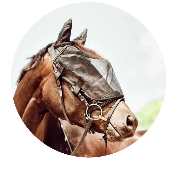 Ride-On-Fly-Mask| Online For Equine