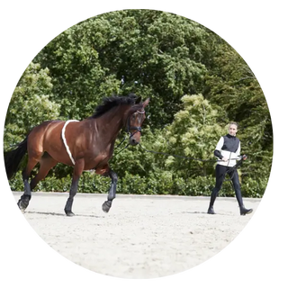 Training-Lunging| Online For Equine