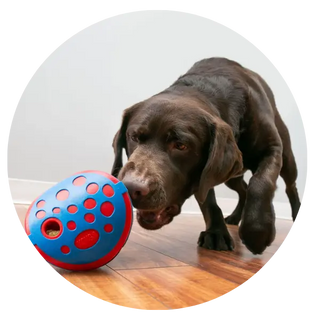 Training-Toys| Online For Equine