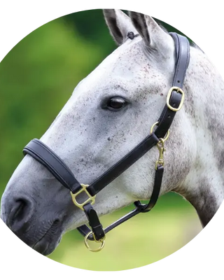 Velociti-Leatherwork-Bridles-Girths| Online For Equine
