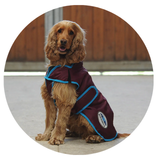 Weatherbeeta Dog Coats