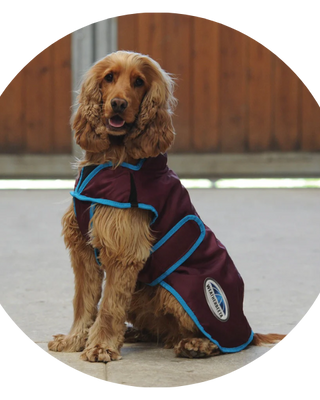 Weatherbeeta Dog Coats