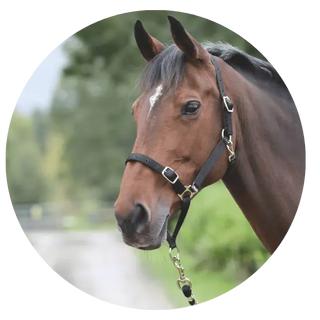 Control-Halters| Online For Equine