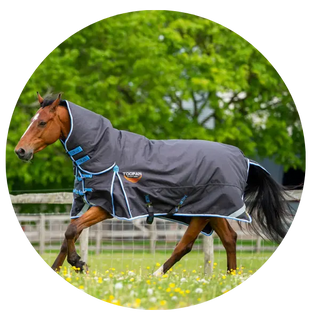 Heavyweight-Turnout-Rugs| Online For Equine