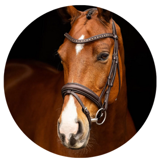 LeMieux Bridlework