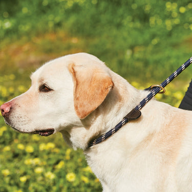 Buy Weatherbeeta Rope Leather Slip Navy/Brown Dog Lead | Online for Equine