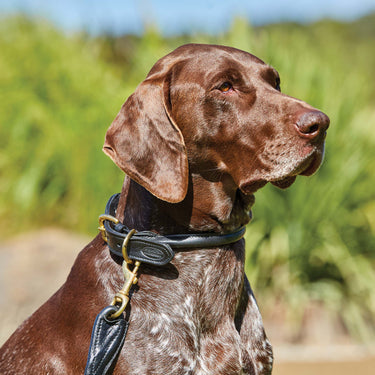 Buy Weatherbeeta Rolled Leather Teal Dog Collar | Online for Equine