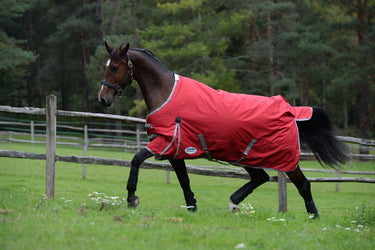 Buy WeatherBeeta ComFiTec Classic Medium/ Lite 100g Standard Neck| Online for Equine