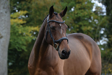 Buy the Collegiate ComFiTec Vogue Black Anatomical Bridle | Online for Equine