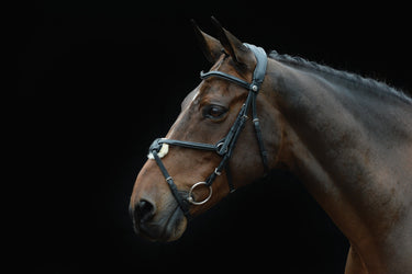 Buy the Collegiate Comfitec Grackle Bridle | Online for Equine