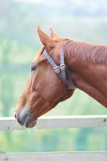 Buy Shires Anti-crib Collar| Online for Equine