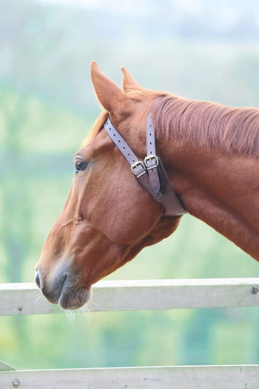 Buy Shires Anti-crib Collar| Online for Equine