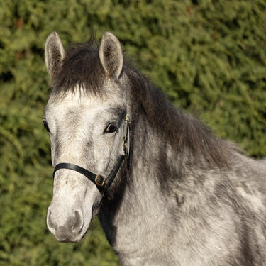 Hy Equestrian Leather Foal Head Collar