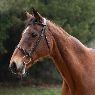 Hy Equestrian Padded Cavesson Bridle with Rubber Grip Reins