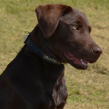 Hy Equestrian Encrusted Dog Collar