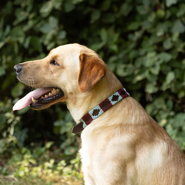 Benji & Flo Sublime Polo Leather Dog Collar
