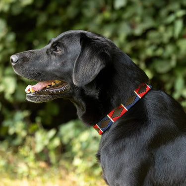 Benji & Flo Sublime Polo Leather Dog Collar