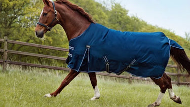 Buy Catago Jason 2.0 0g standard Neck Turnout Rug| Online for Equine