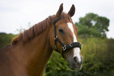 Cameo Equine Full Lunging Cavesson| Online For Equine