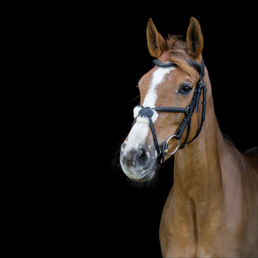 Cameo Equine Brown Anatomic Grackle Bridle