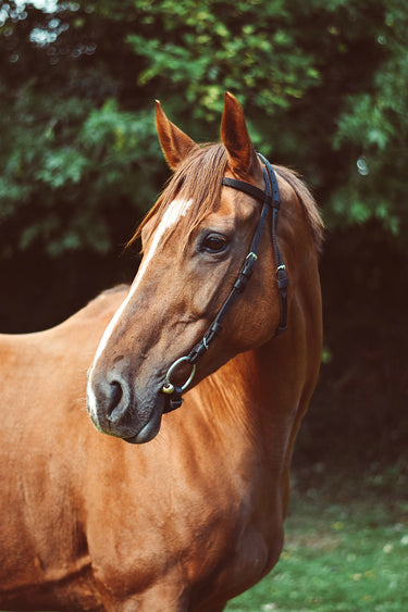 Buy Equisential Nylon Race Exercise Bridle | Online for Equine