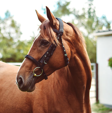 Buy Equisential Nylon Bridle | Online for Equine
