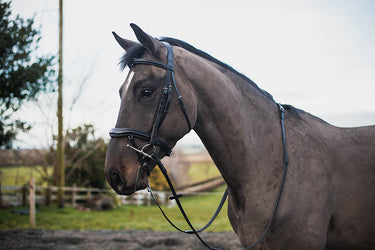 Buy Mackey Legend Apollo Bridle | Online for Equine