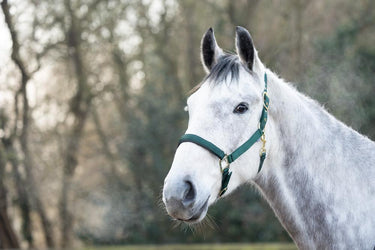 Hy Equestrian Deluxe Padded Head Collar Bottle Green