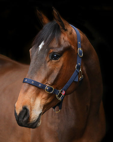 Buy Equisential Nylon Clip Headcollar | Online for Equine