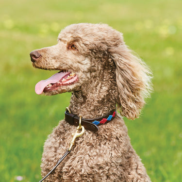 Buy Weatherbeeta Polo Leather Cowdray Brown/Blue/Blue Dog Collar | Online for Equine