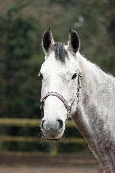 Hy Equestrian Economy Plus Two-Tone Head Collar