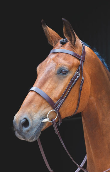 Buy Shires Salisbury Berrington Bridle | Online for Equine