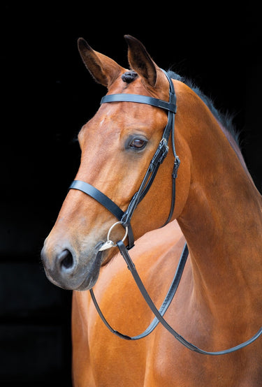 Buy Shires Salisbury Berrington Bridle | Online for Equine