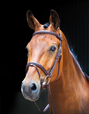 Shires Salisbury Bodenham Flash Bridle