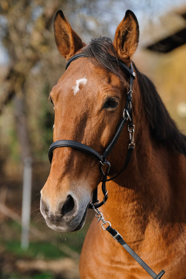 Norton Training Bridle/Headcollar