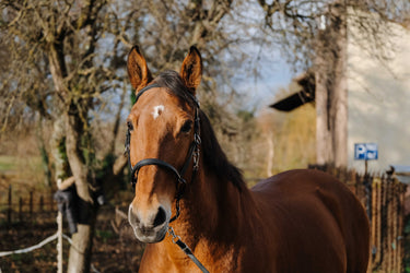 Norton Training Bridle/Headcollar