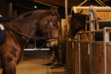 Norton Pro - Draw Reins