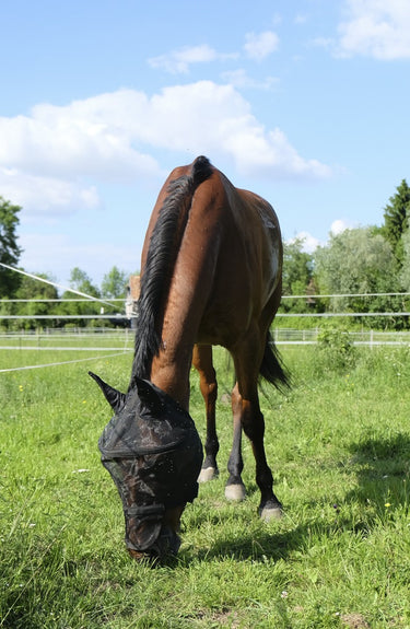 Buy Equi-Theme Protector Dome Plus Fly Mask | Online for Equine